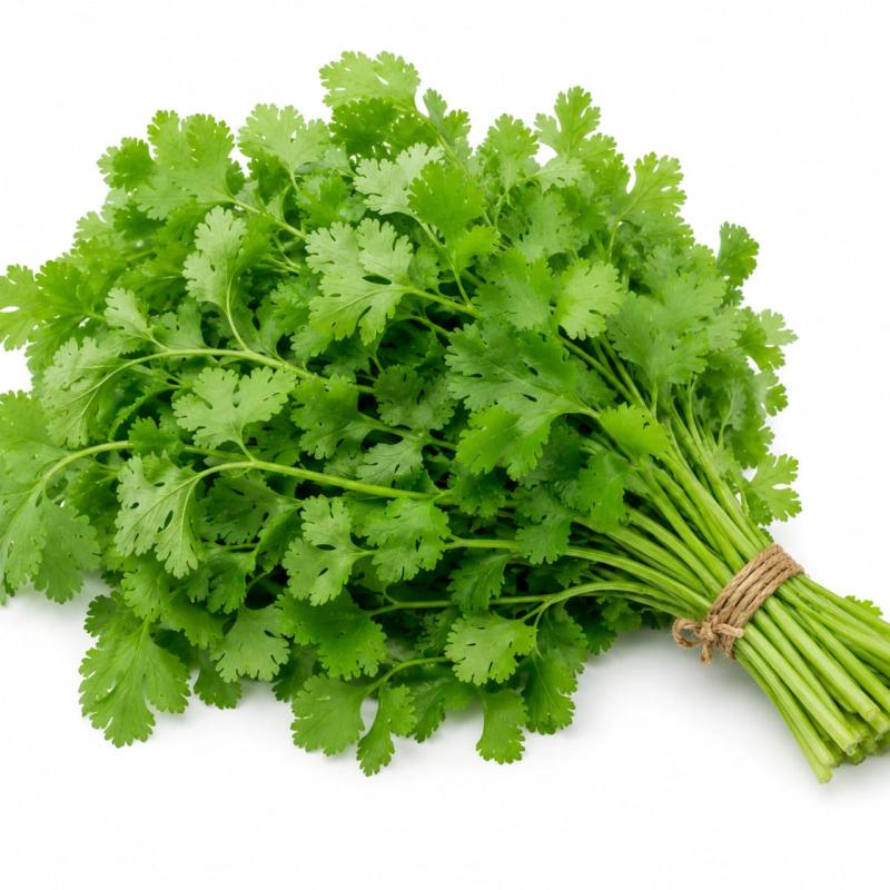 Coriander Leaves - Dhaniya patta
