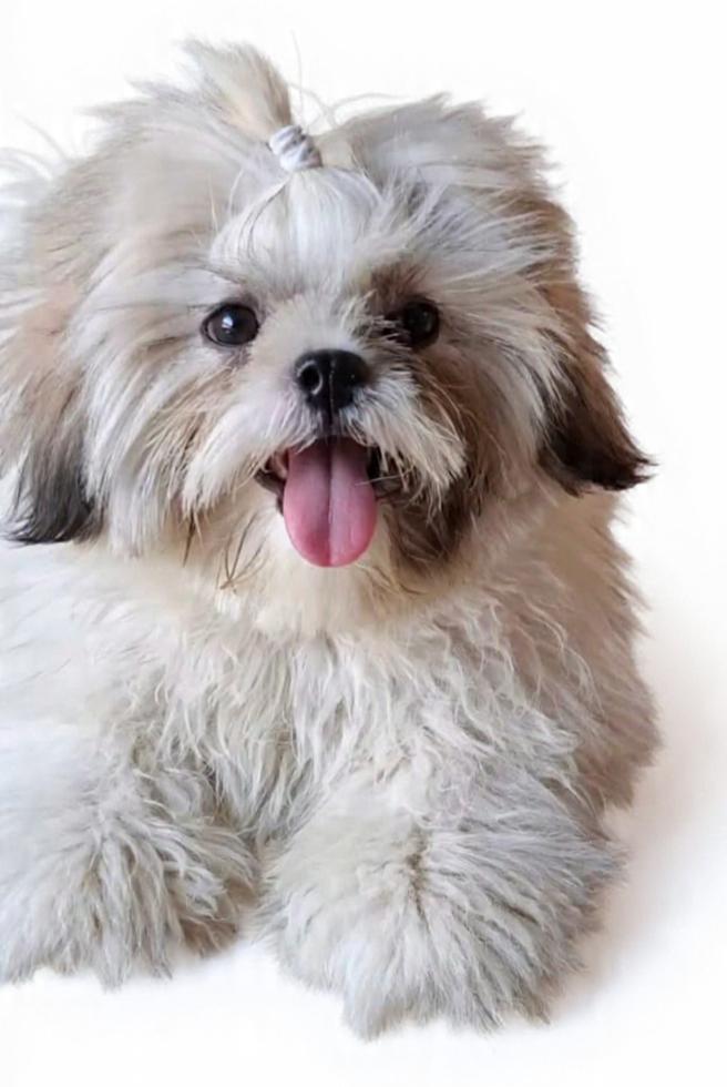 Sinu, dog