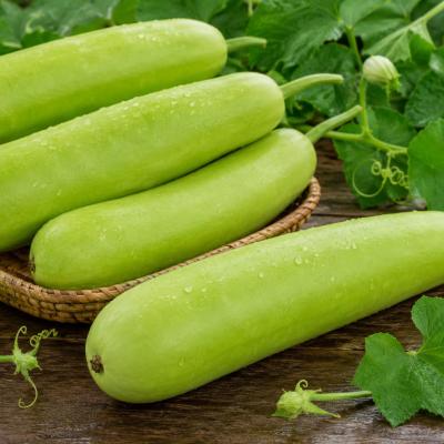 Bottle Gourd - लौकी